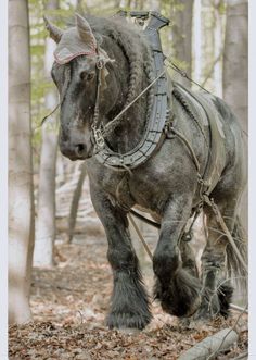 Ardennes Horses - Work Horses